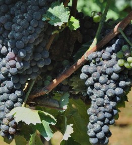 Uva cabernet