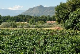 Vigneto con sfondo Abbazia Montecassino