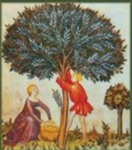 la raccolta delle olive nel medioevo
