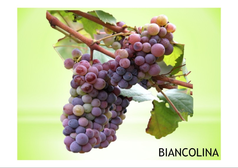 vitigno di  varietà locale  biancolina