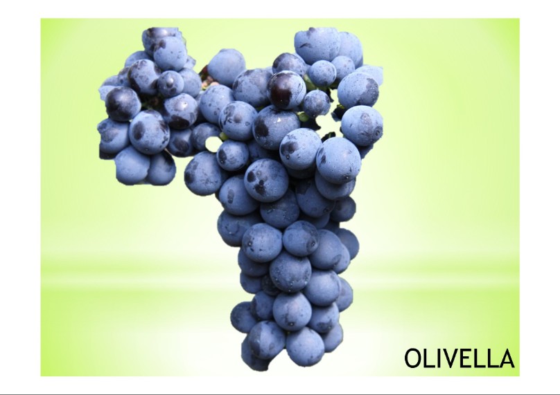 vitigno di  varietà locale olivella