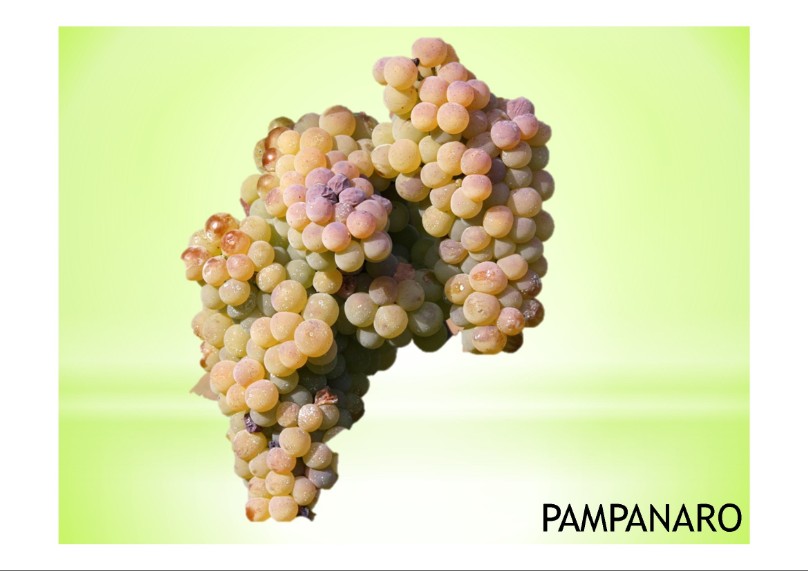 vitigno di  varietà locale pamanaro