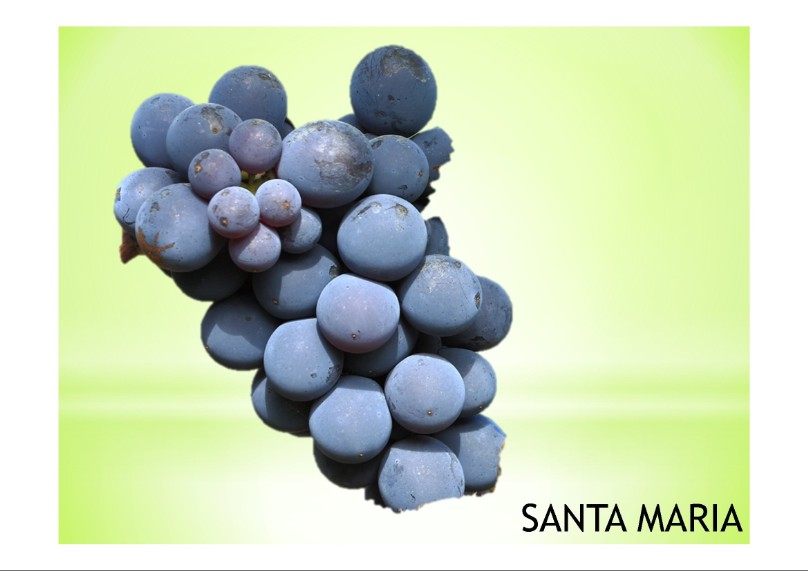 vitigno di  varietà locale santa maria