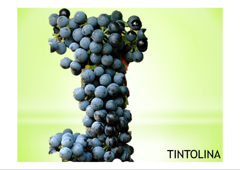 vitigno di  varietà locale tintolina