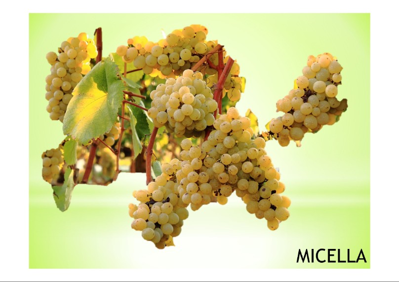 vitigno di  varietà locale micella