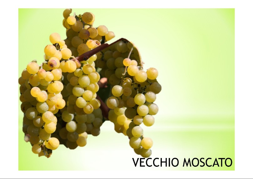 vitigno di  varietà locale vecchio moscato