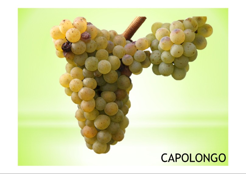 vitigno di  varietà locale  capolongo
