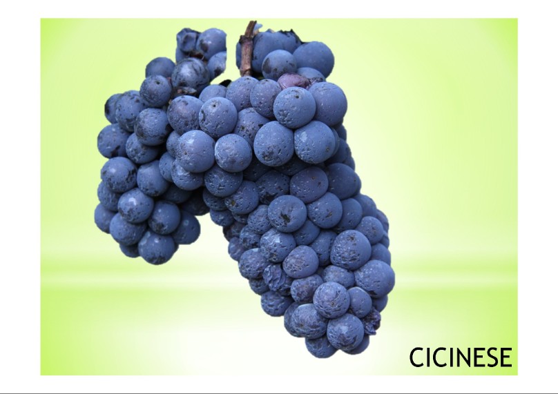 vitigno di  varietà locale  Cicinese