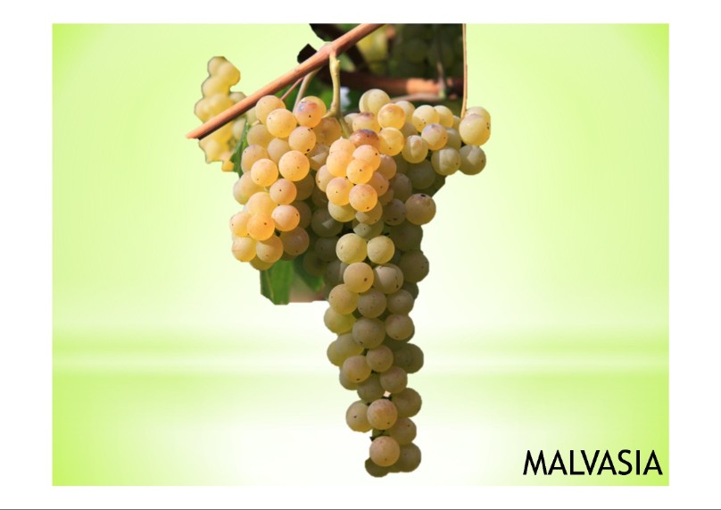 vitigno di  varietà locale  malvasia