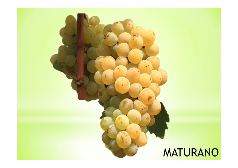 vitigno di  varietà locale Maturano