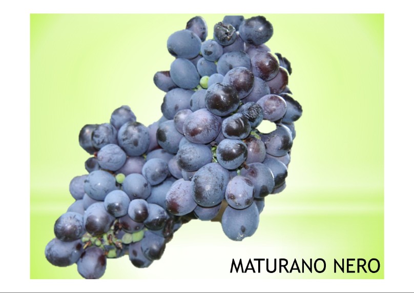 vitigno di  varietà locale Maturano nero